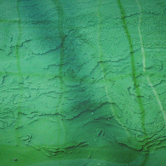 Spirulina Plus